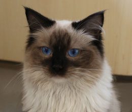 Eiserblew Ragdolls - Seal Mitted Male