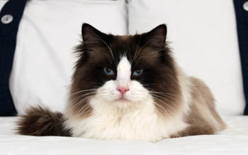Champion Eiserblew Morpheus - Seal Bicolour Ragdoll