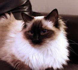 Ragdoll: Rollie