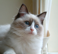 Ragdoll Cat - Eiserblew Limited Edition. Breeder - Candice Prowting