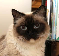 Ragdoll Cat - Catricat Miss Fleur. Breeder - Mrs C Noel. Owner - Ms C Prowting