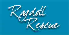 Ragdoll Rehoming