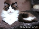 The Royal Rag's Ragdoll Cat Breeder