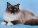 Ardendolls - Ragdoll Cat Breeder