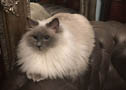 Sweetie