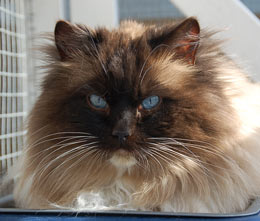 Catricat Ragadmiral - Ragdoll carrying Chocolate