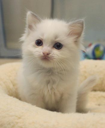 Eiserblew Procol Harum - Lilac Ragdoll
