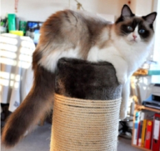 Eiserblew Asina - Ragdoll Cat
