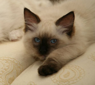 Ragdoll Cat - Eiserblew Bilbo Baggins - Bred by C Prowting