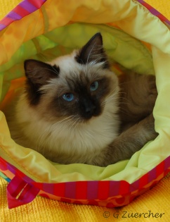 Eiserblew Danube - Ragdoll Cat