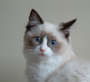 Ragdoll Cat - Eiserblew Limited Edition - Breeder - C Prowting