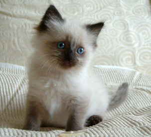 Ragdoll Cat - Eiserblew Lucky Jackpot - Breeder C Prowting