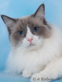 Eiserblew Lulu Mae - Ragdoll cat