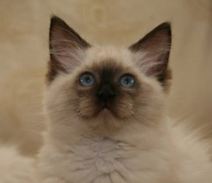 Ragdoll Cat - Eiserblew Milo