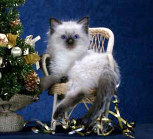 Ragdoll Cat - Eiserblew Rebel Heart - Breeder - C Prowting