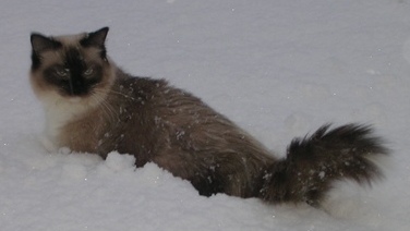 Eiserblew Valerie - Seal Mitted Ragdoll with white tipped tail