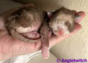 Angletwitch Devon Rex