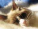Kajika Rags - Ragdoll Cat Breeder