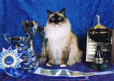 Magisragis Ragdoll Cat Breeder