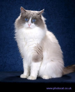 Grand Champion Emerisle Porscha Nineleven