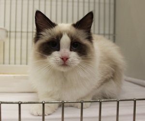 Eiserblew Morpheus - Ragdoll Cat