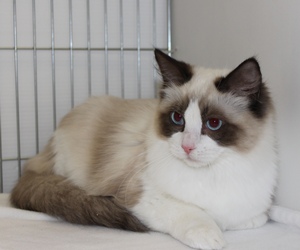 Eiserblew Morpehus - Ragdoll Cat