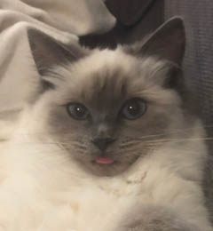 Pip